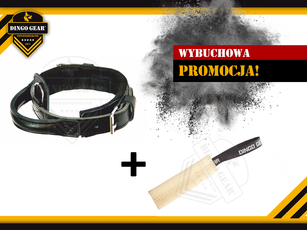 Wybuchowa promocja w Dingo Gear