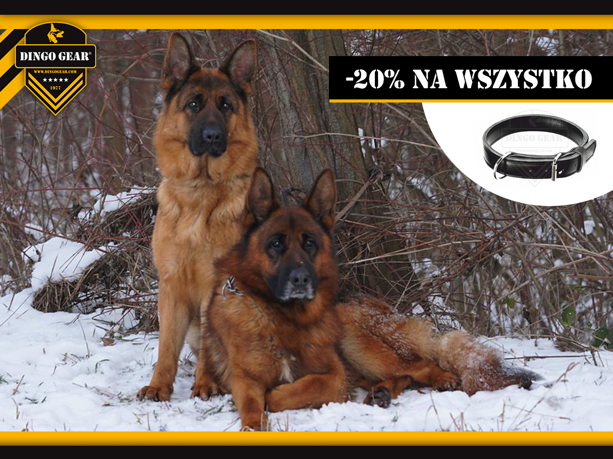 Poczuj Magię świąt z Dingo Gear!