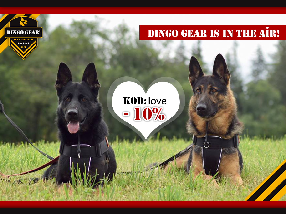 Dingo Gear is in the air!