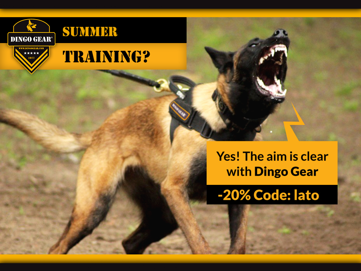 Czas na ostry wir z Dingo Gear!
