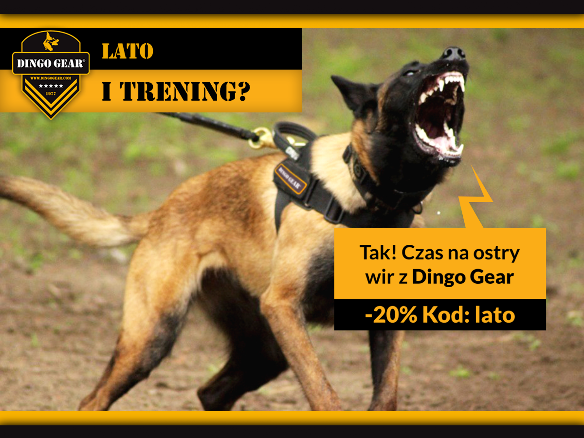 Czas na ostry wir z Dingo Gear!