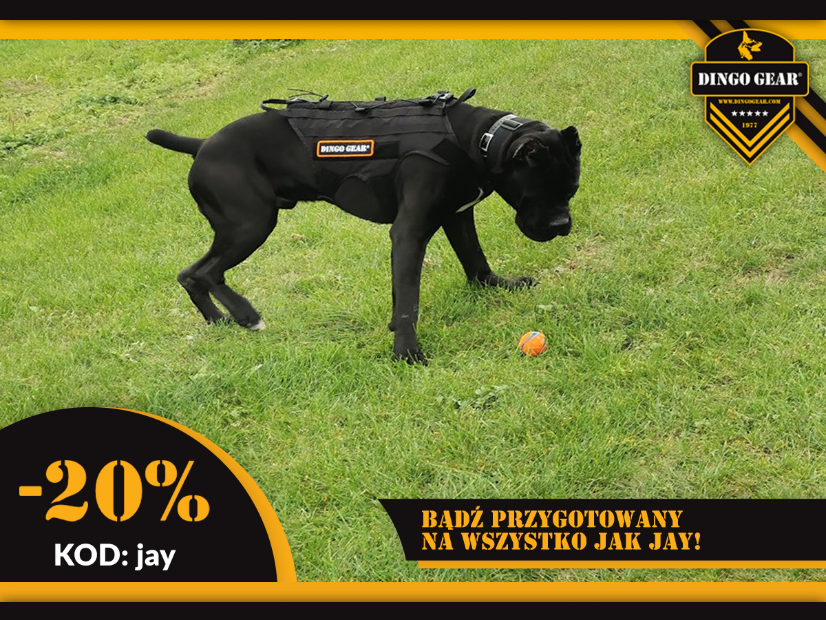Czworonogi w czerni od Dingo Gear są przygotowane na …