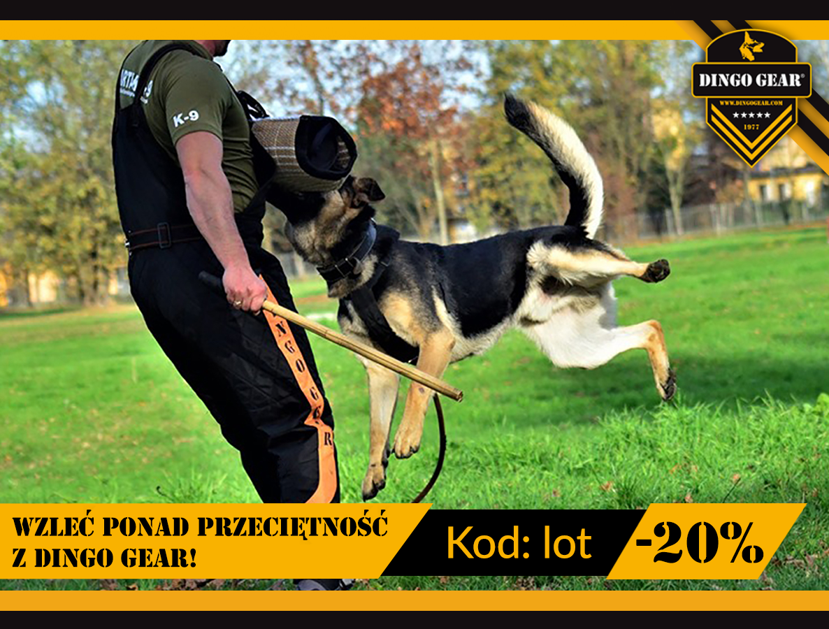 Kupuj w promocji i wzleć ponad przeciętność z Dingo Gear