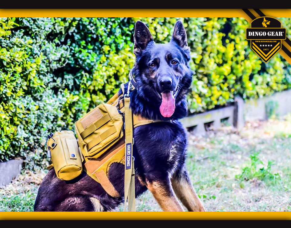 Uprząż taktyczna z kieszeniami military molle