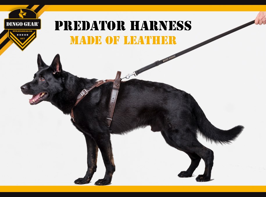 Predator harness made of leather