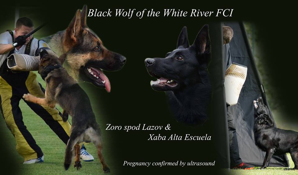 Wspaniałe szczenięta w stadzie Black Wolf of the White River