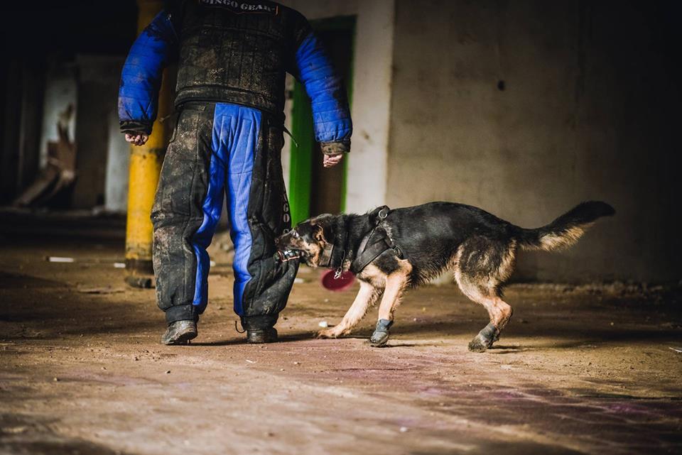 Pozorant byłby bez szans! Trening z psami w wykonaniu naszych partnerów z Czechdogsport K9 Store.