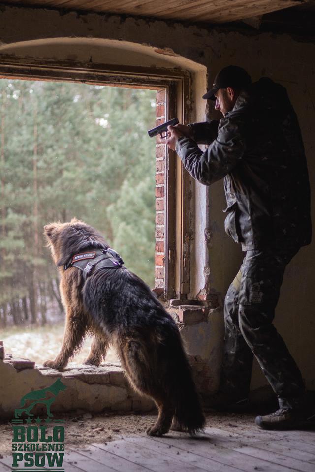 Szkolenie i hotel dla psów „BOLO” Dawid Misiurski – partner Dingo Gear