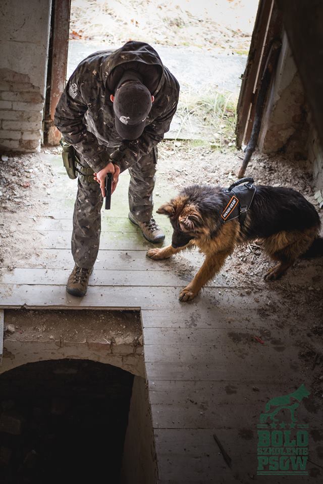 Szkolenie i hotel dla psów „BOLO” Dawid Misiurski – partner Dingo Gear
