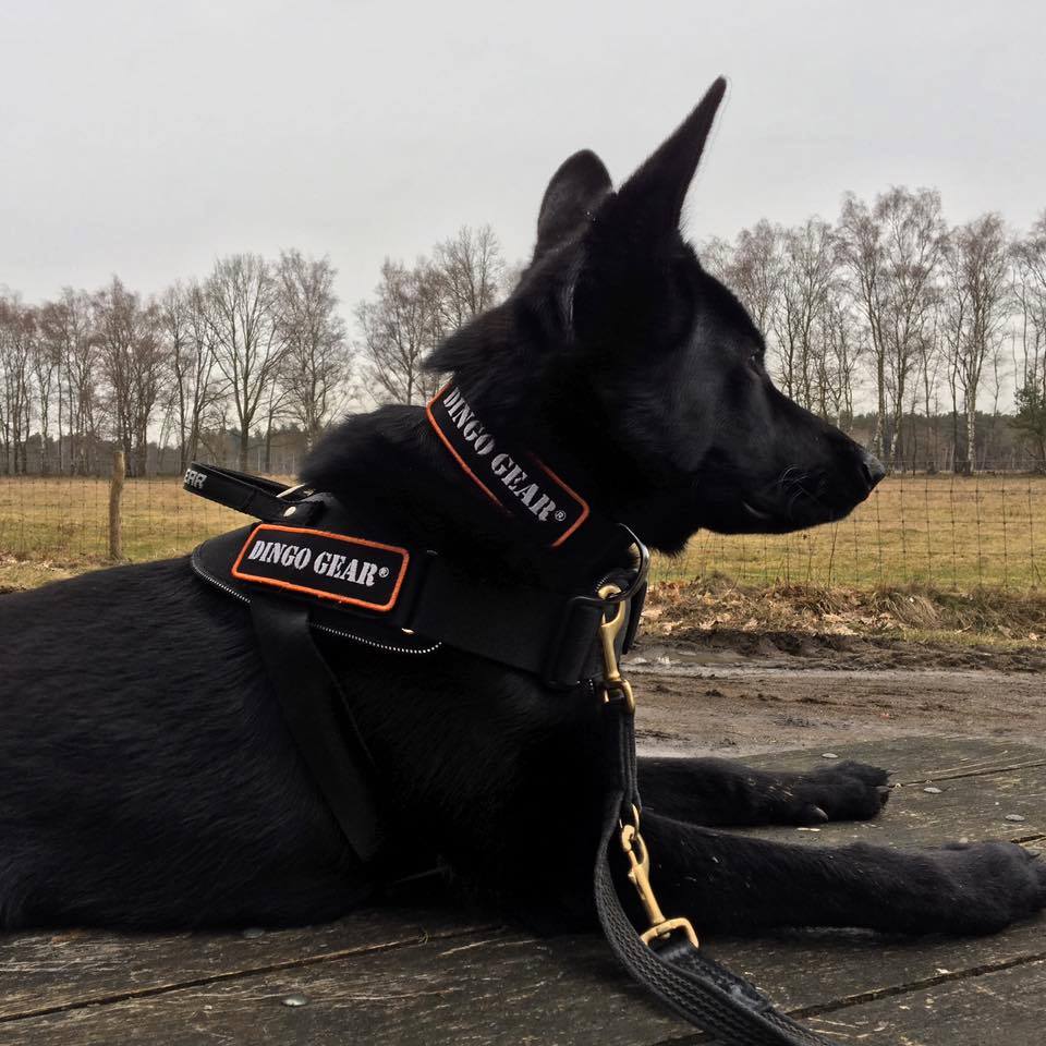 Our Business Partner in Belgium: Primal Dog Food Sint-Janshoefstraat 98 3511 Kuringen