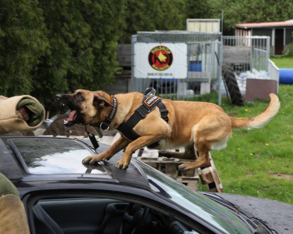 Dingo Gear Belgia – Primal Dog Food