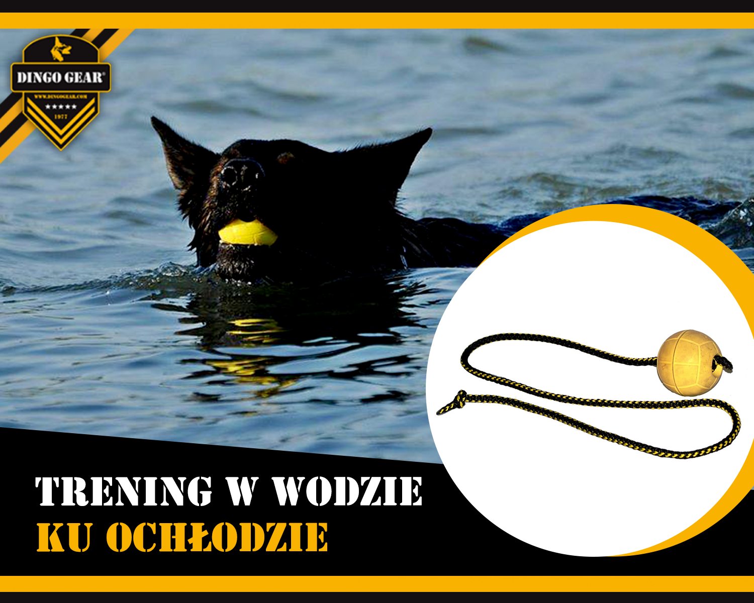 Trenuj w wodzie ku ochłodzie i baw się ze swoim psem.