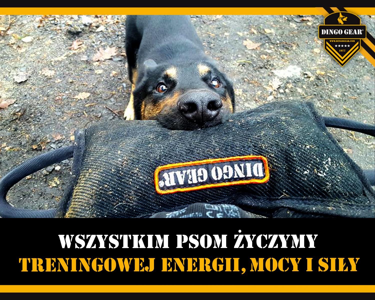 Pamiętaj o swoim psie w Dniu Psa