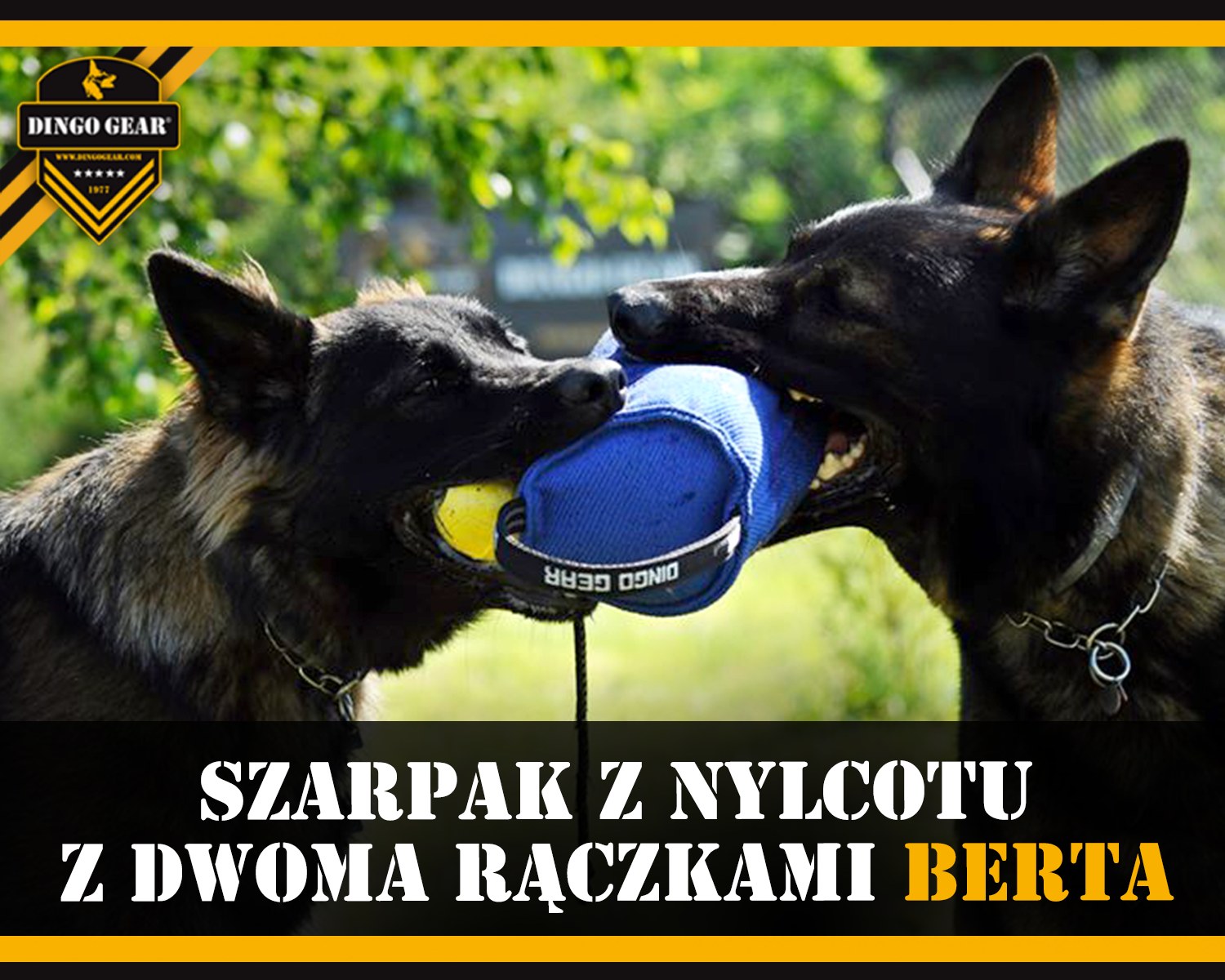 Trenuj i szarp z Bertą.