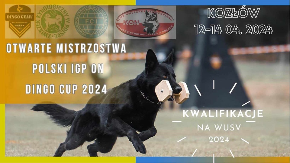 Obserwuj Otwarte Mistrzostwa Polski IGP Owczarków Niemieckich 2024.