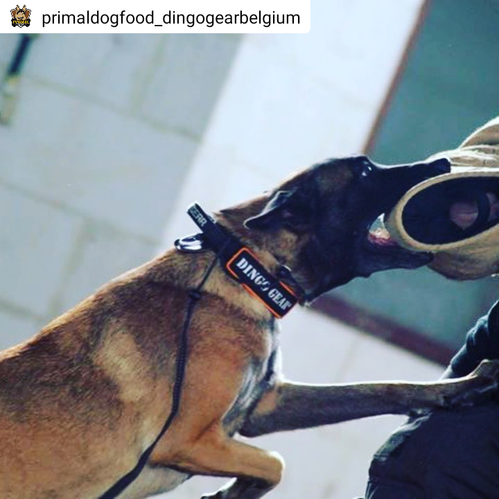 Dingo Gear Belgia – Primal Dog Food