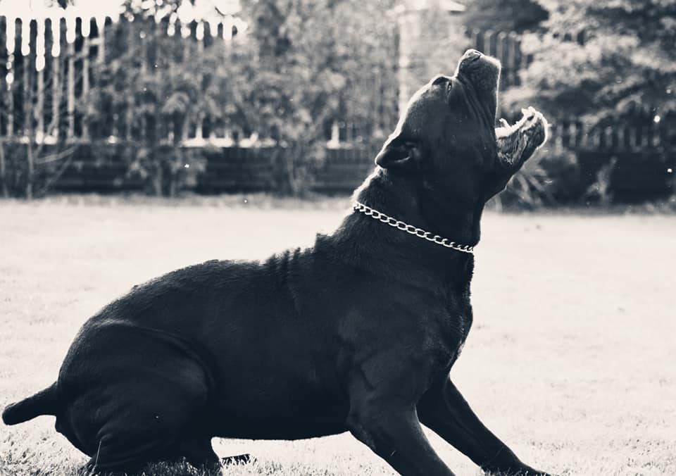 Polskie Dni Cane Corso –  7-9.06.2019