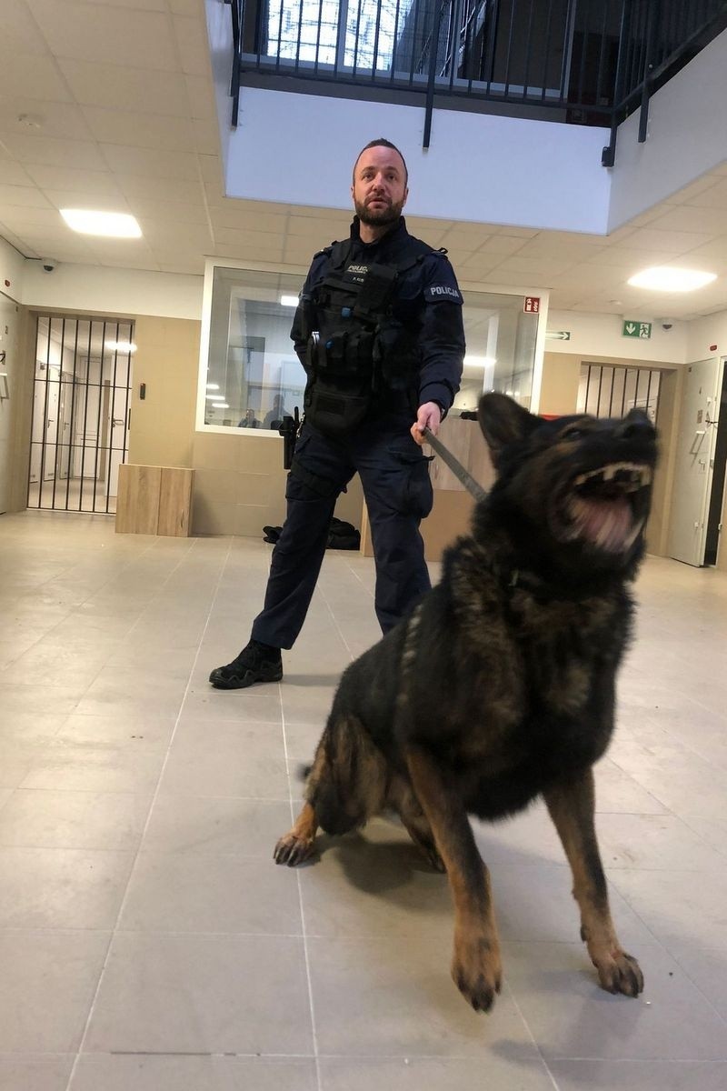 Tak szkolą się policyjne psy. Ćwiczenia w niecodziennych warunkach w Zakładzie Karnym w Potulicach