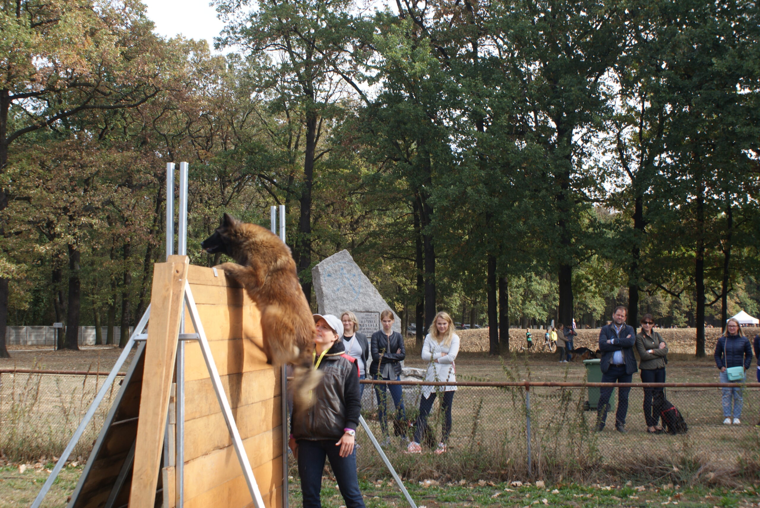 Pierwszy pokazu Mondioringu we Wrocławiu podczas wystawy psów rasowych CACIB w dniach 26-27.09.2015.