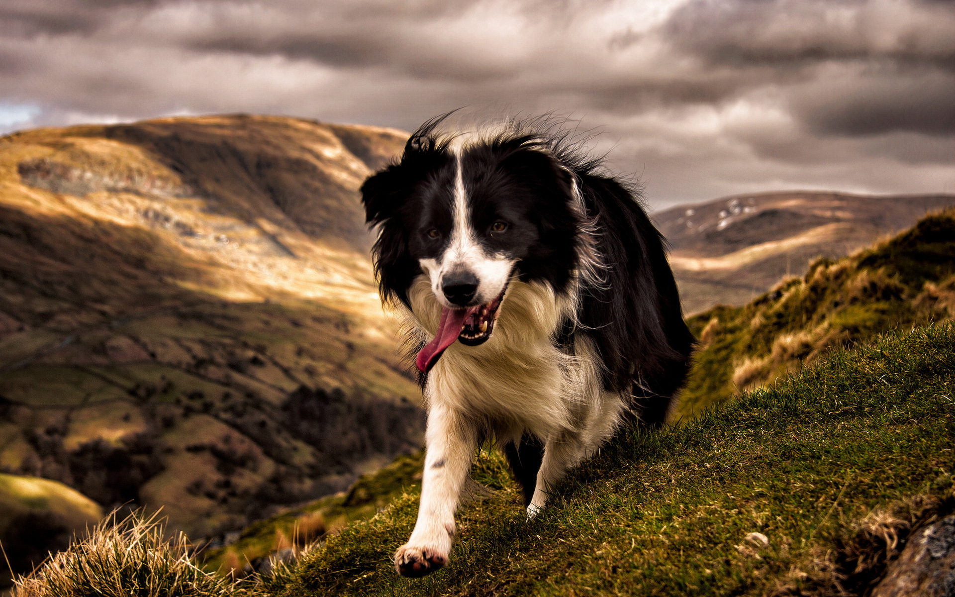 Dowiedz się więcej o Border collie