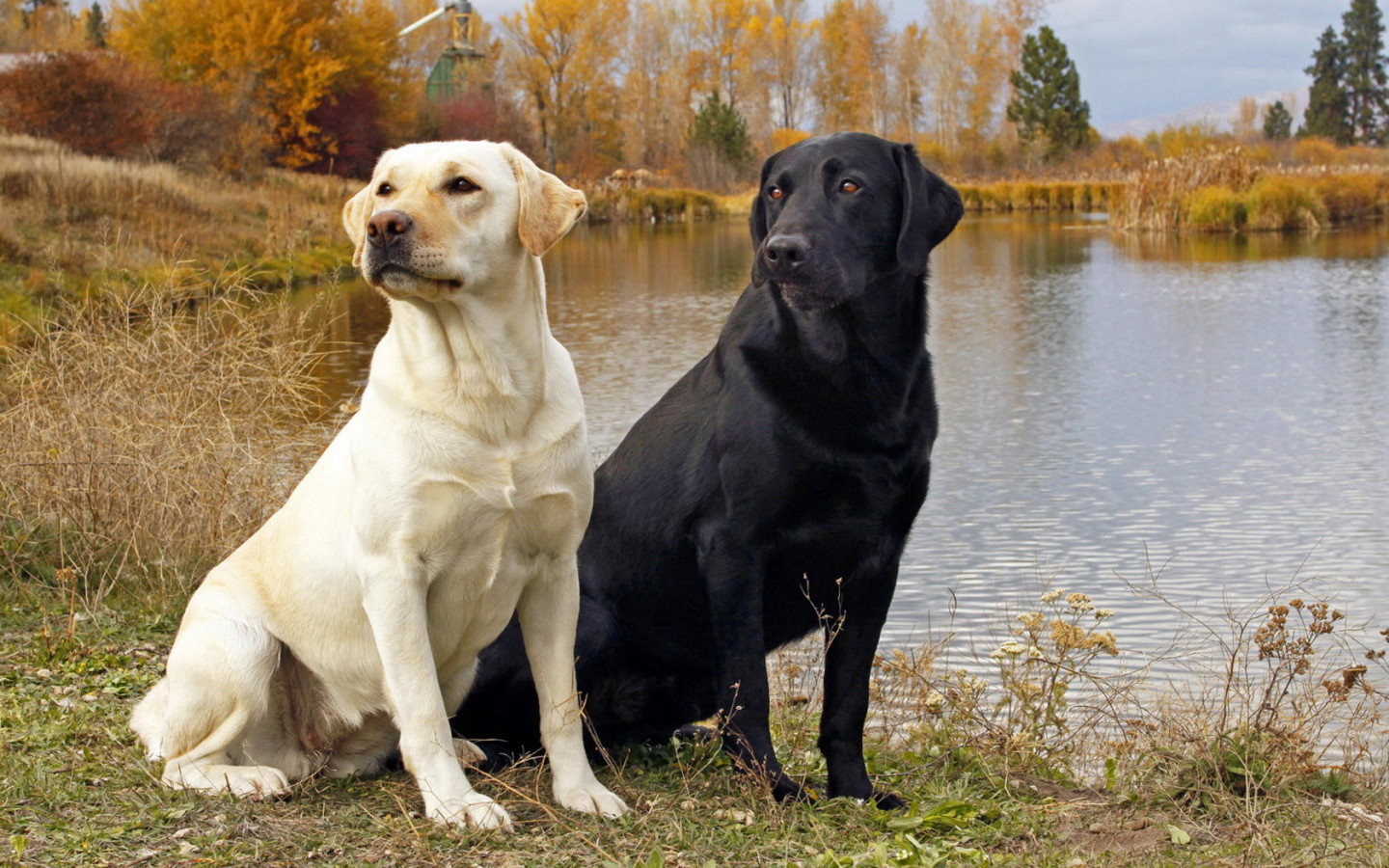 Poznaj Labradora retrievera