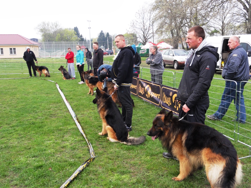 XXVI Klubowa Wystawa Owczarka Niemieckiego Długowłosego – Pawłowice 13.04.2014