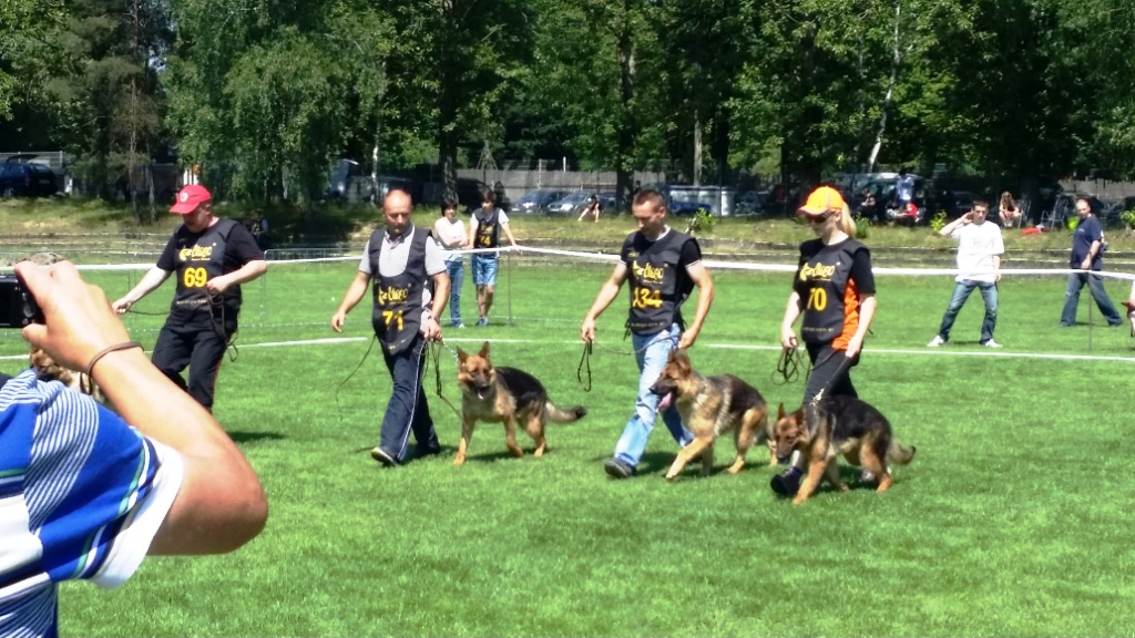 Krajowa Wystawa Owczarków Niemieckich im. Kazimierza Salamona