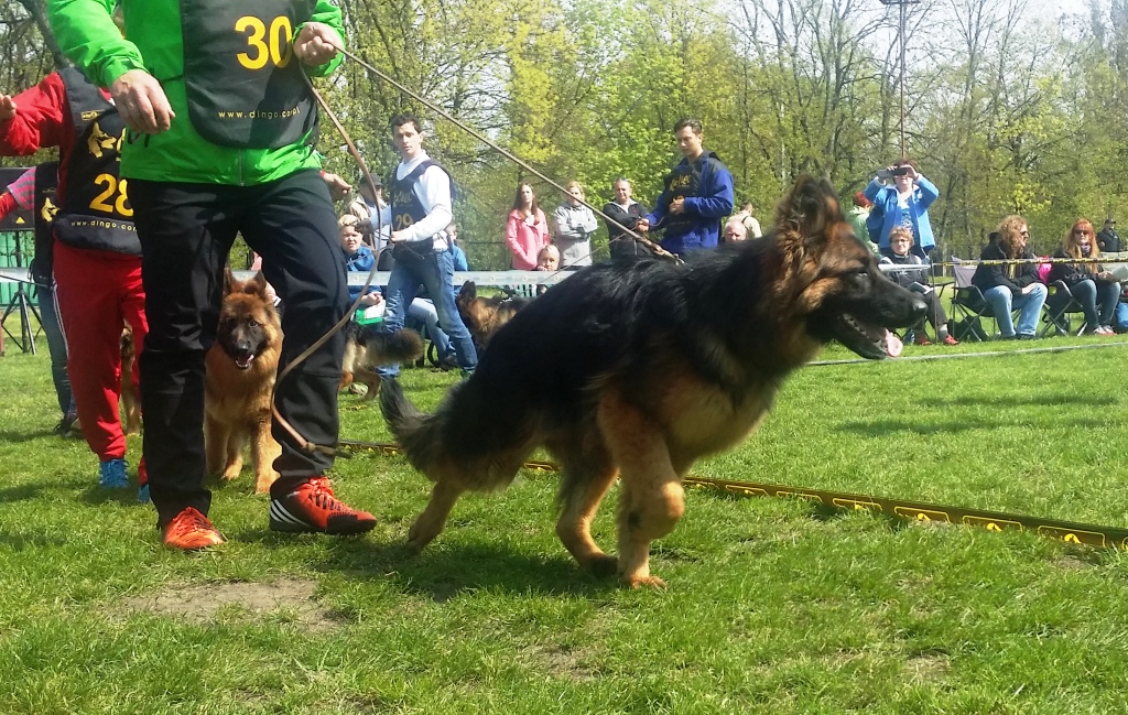 Krajowa Wystawa Owczarków Niemieckich – Wrocław 01.05.2016